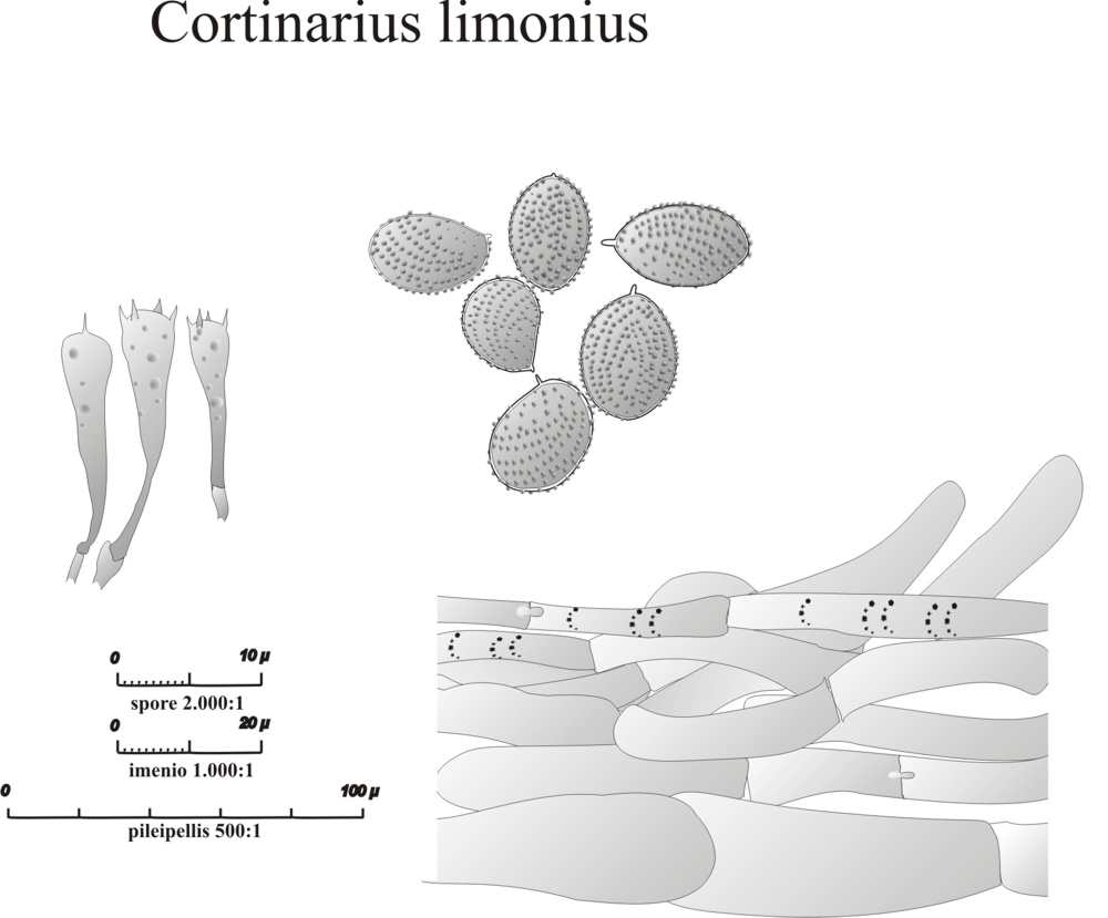 Cortinarius da determinare n�0004.